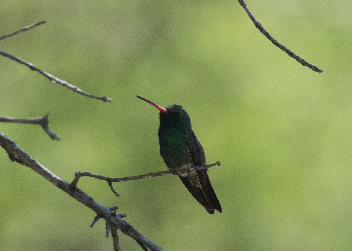 Broad-billed Hummingbird - Bente Torvund