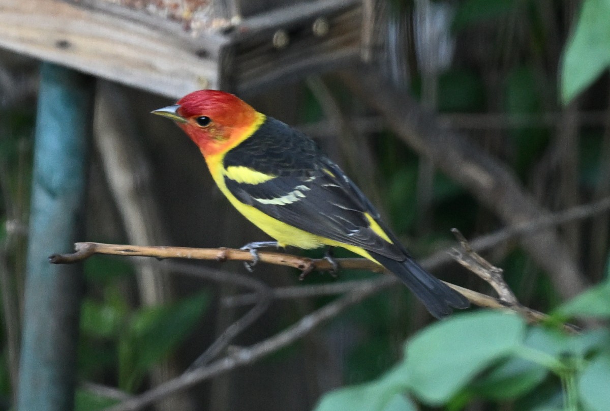 Western Tanager - Ginger Hipszky