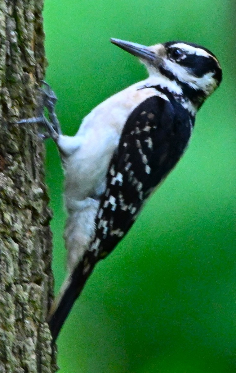 Hairy Woodpecker - DAVID VIERLING