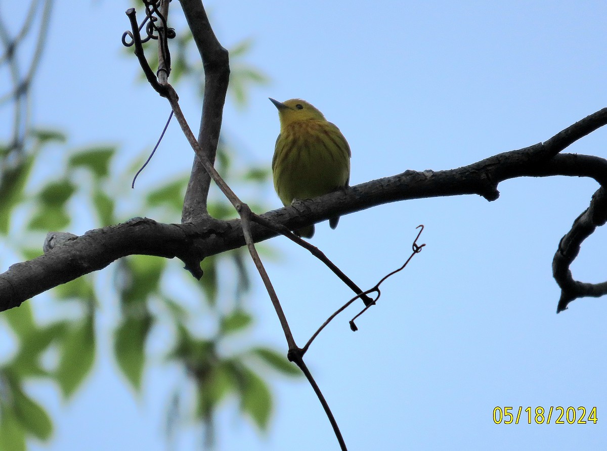 Yellow Warbler - kathy hart