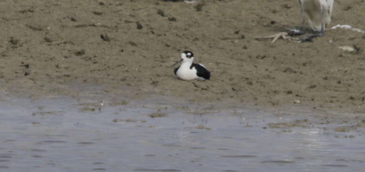 Black-necked Stilt - ML619352109