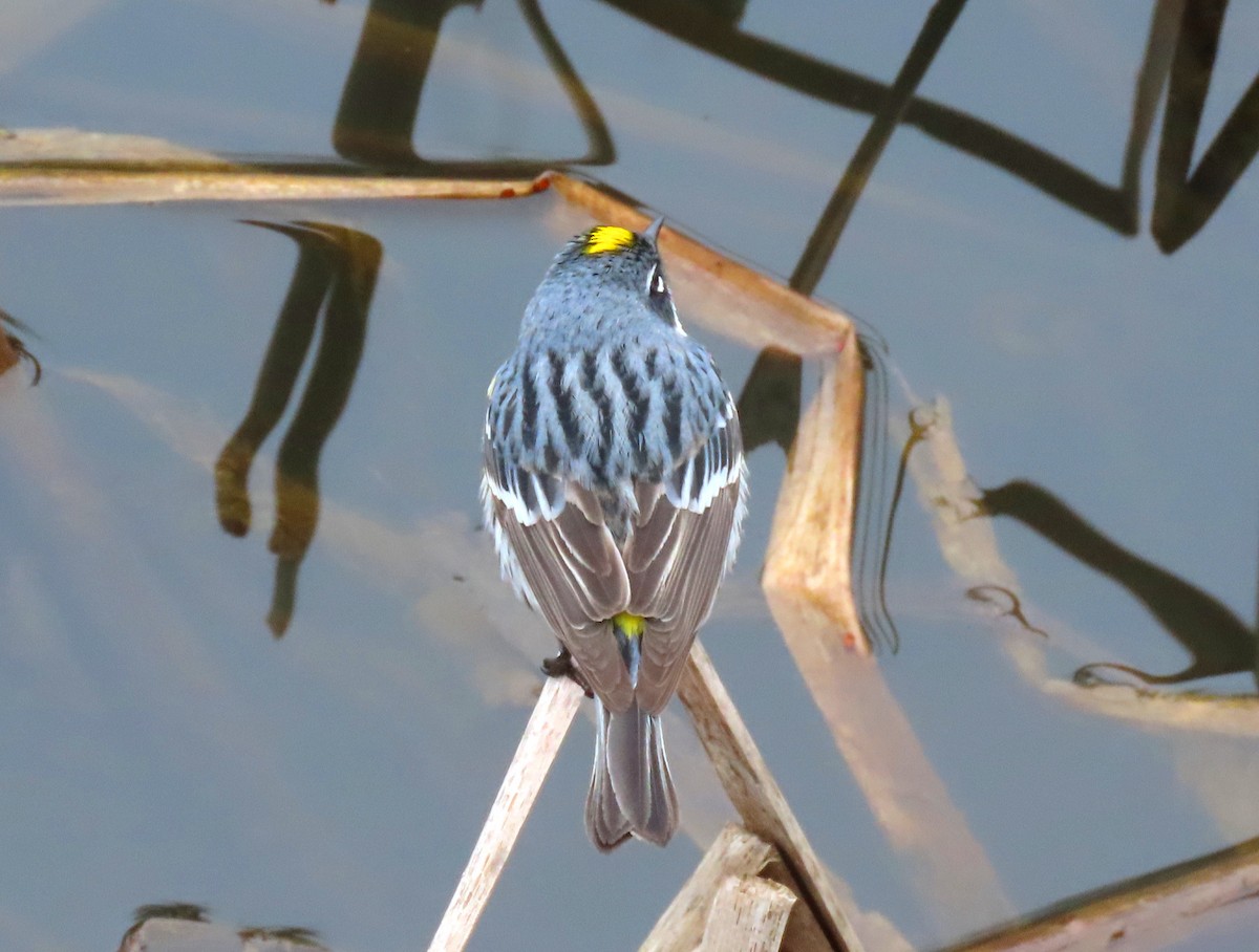 Yellow-rumped Warbler - Patricia Lalonde