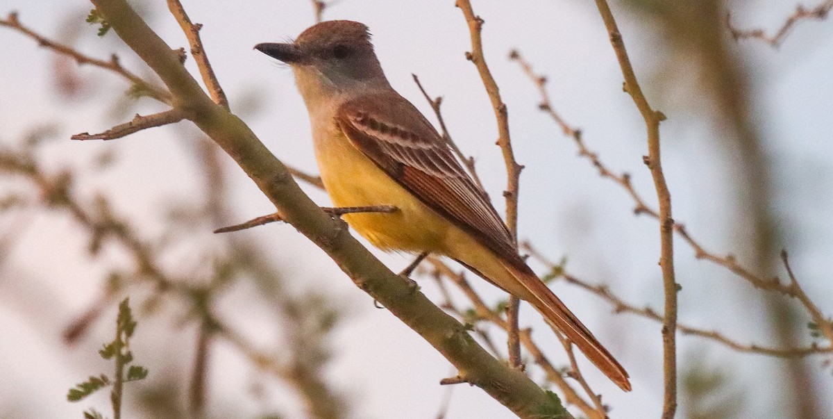 Brown-crested Flycatcher - ML619352119