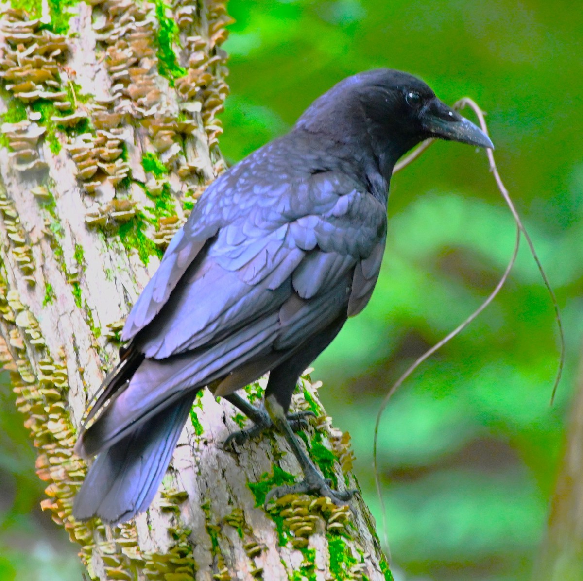 American Crow - ML619352120