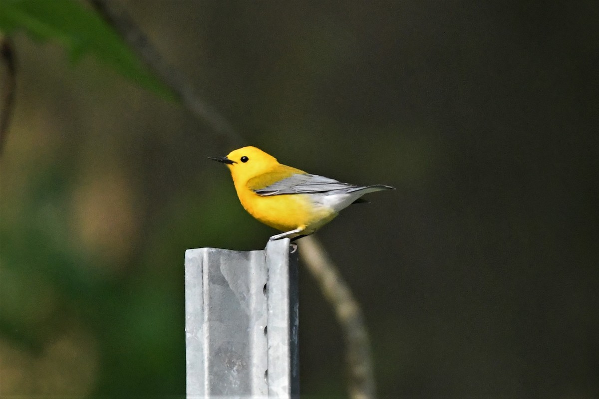 Prothonotary Warbler - Mark Miller