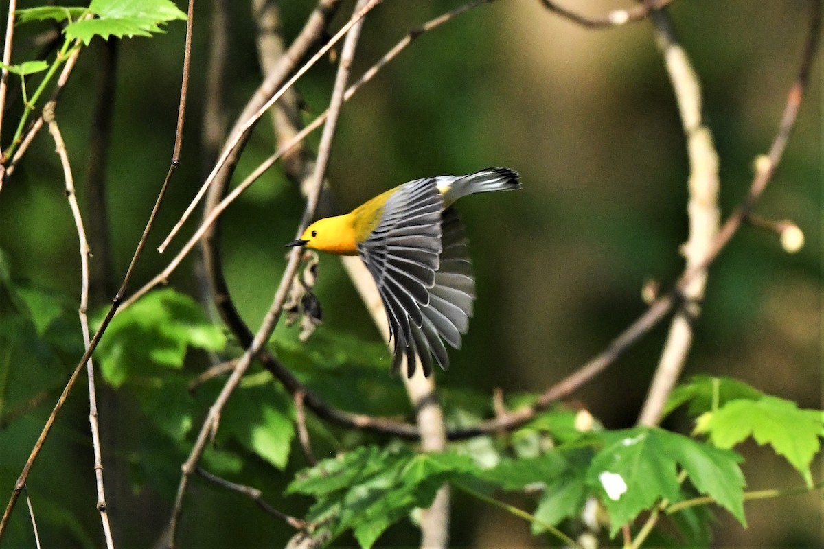Prothonotary Warbler - Mark Miller