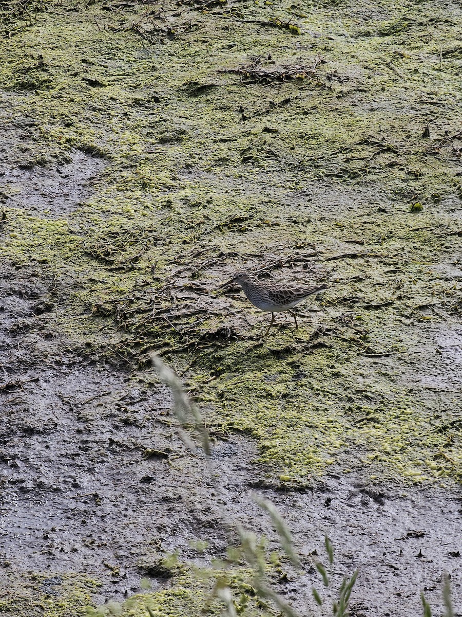 Pectoral Sandpiper - Nicholas Morell