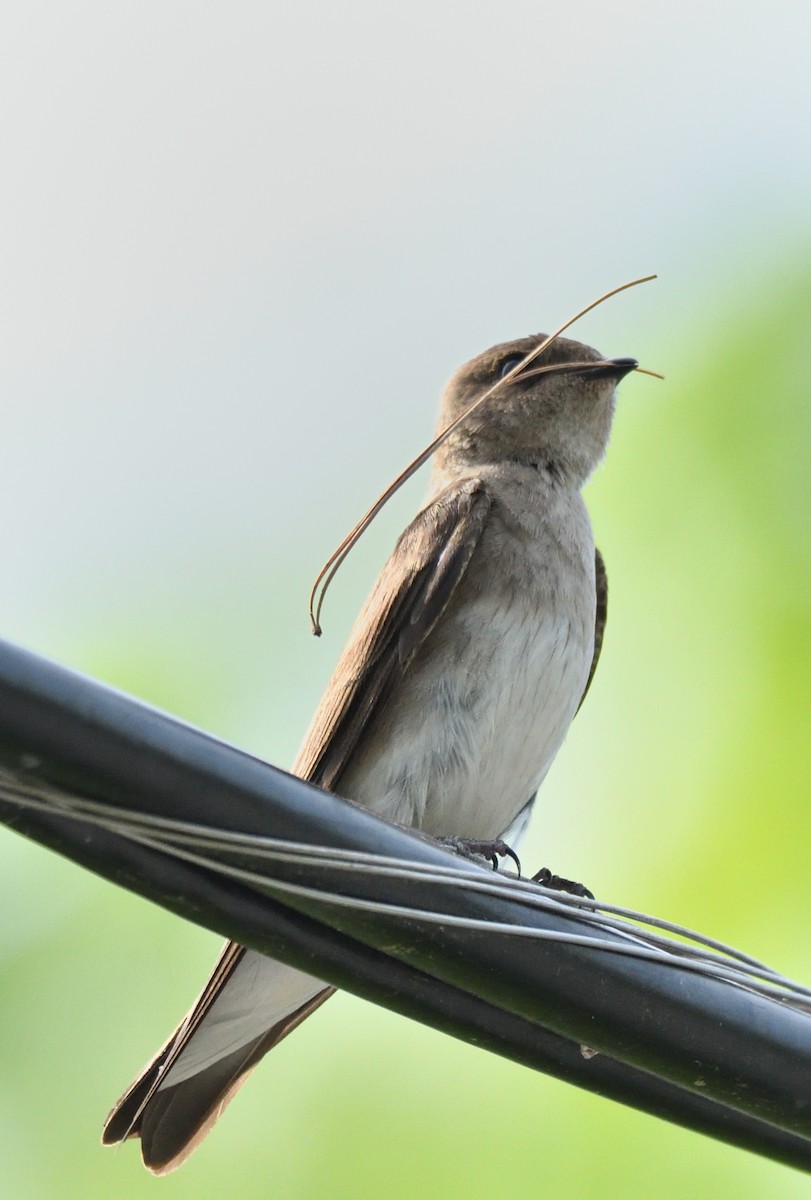 Northern Rough-winged Swallow - Wayne Grubert
