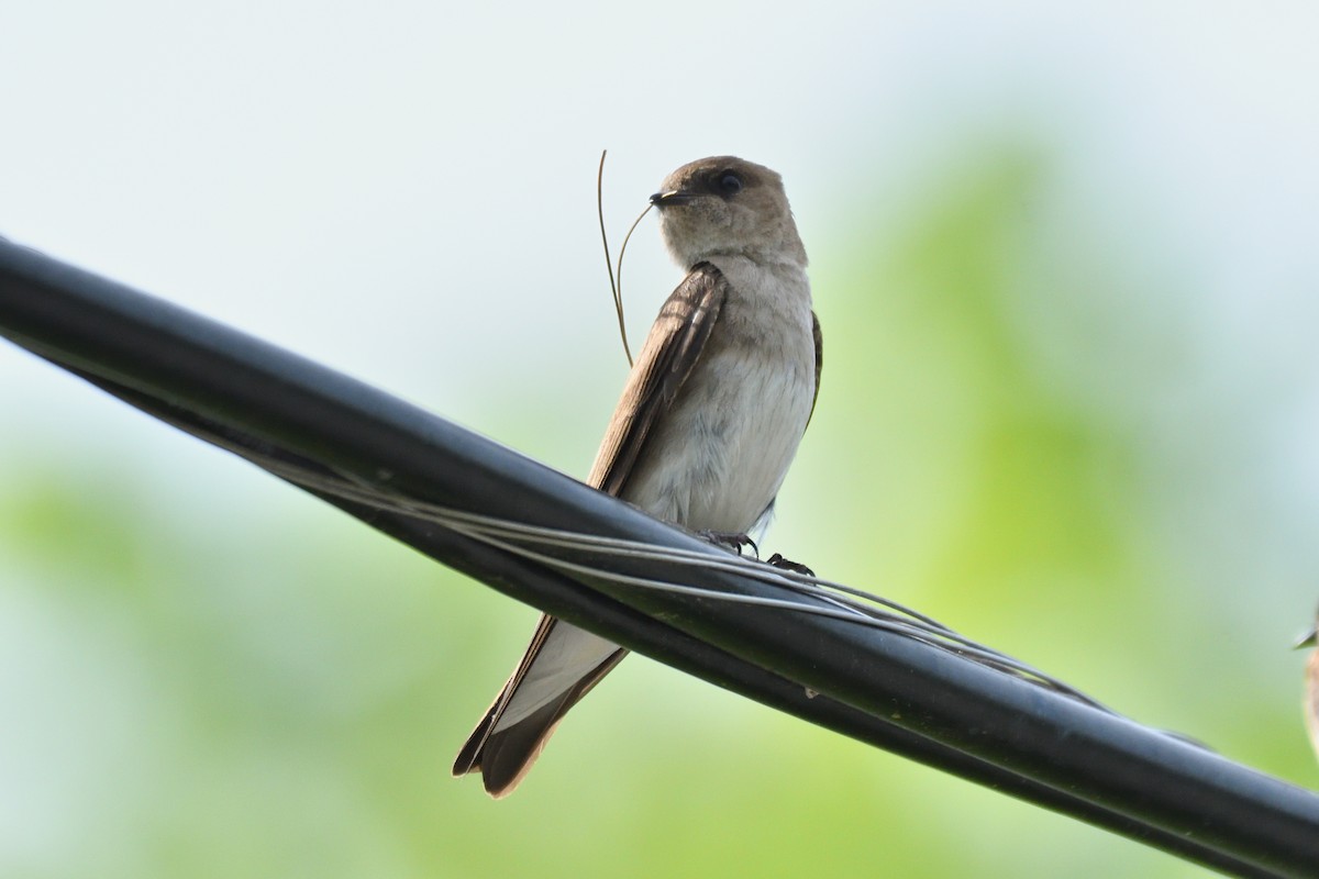 Northern Rough-winged Swallow - Wayne Grubert
