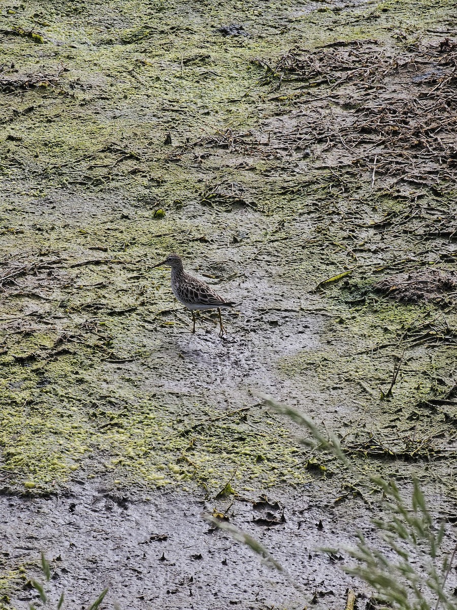 Graubrust-Strandläufer - ML619352176