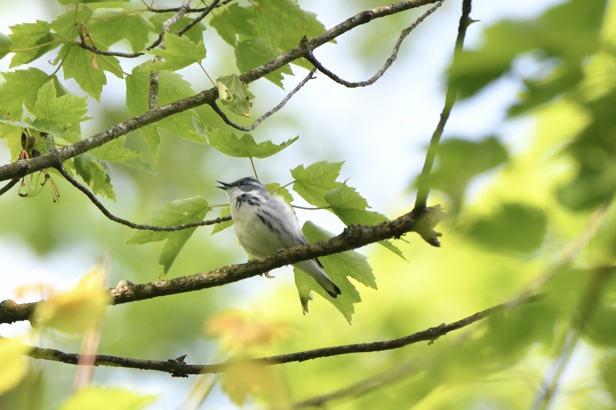 Cerulean Warbler - Lauren Wadas