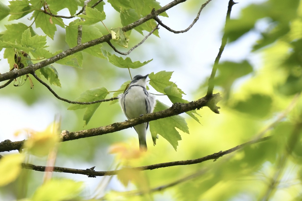 Cerulean Warbler - Lauren Wadas