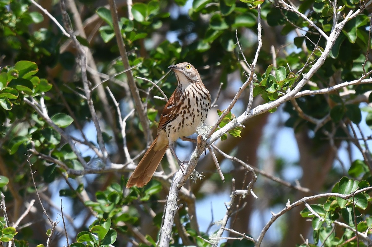 Brown Thrasher - Wendy N