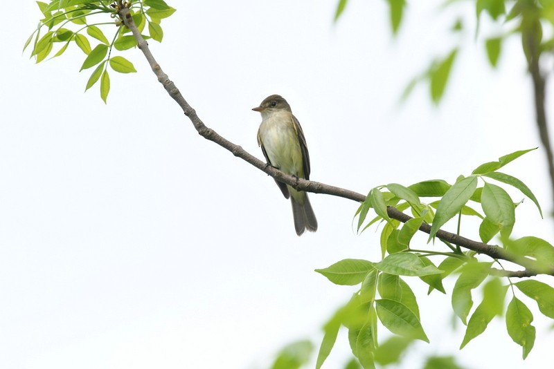 Willow Flycatcher - ML619352212