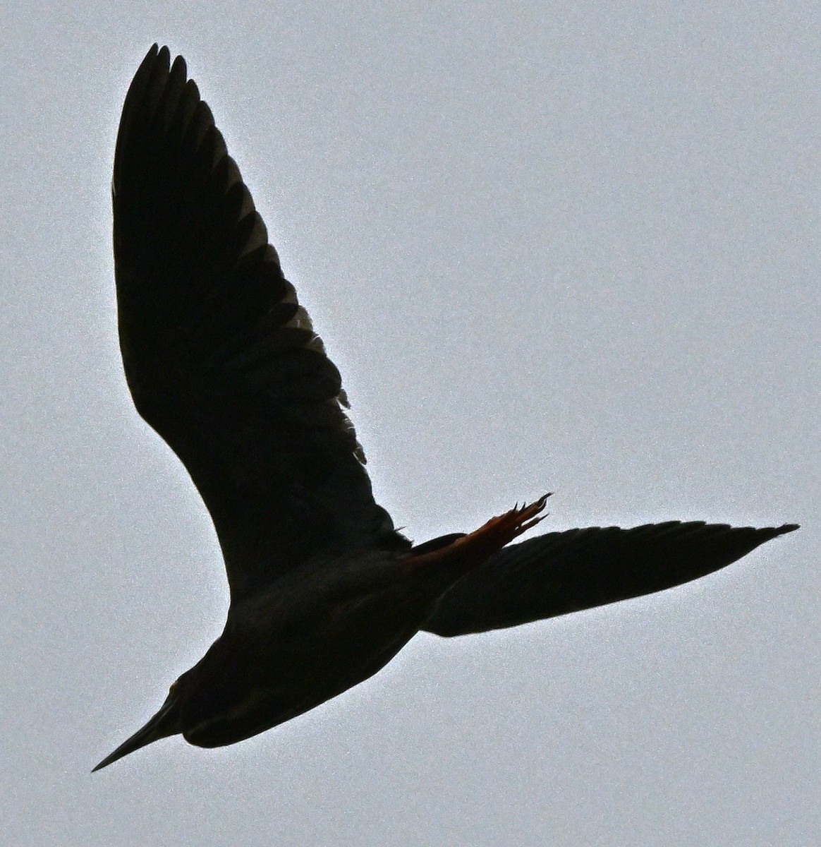 Green Heron - DAVID VIERLING