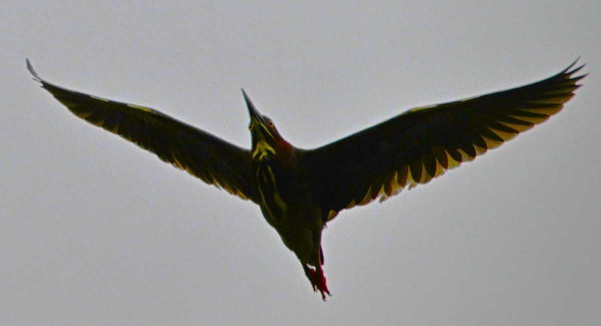Green Heron - DAVID VIERLING