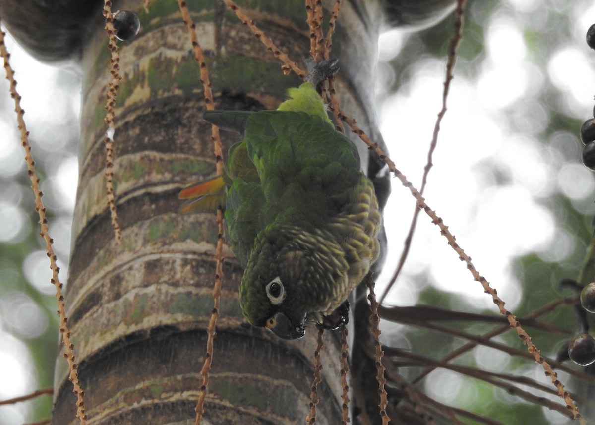 Conure de Vieillot - ML619352225