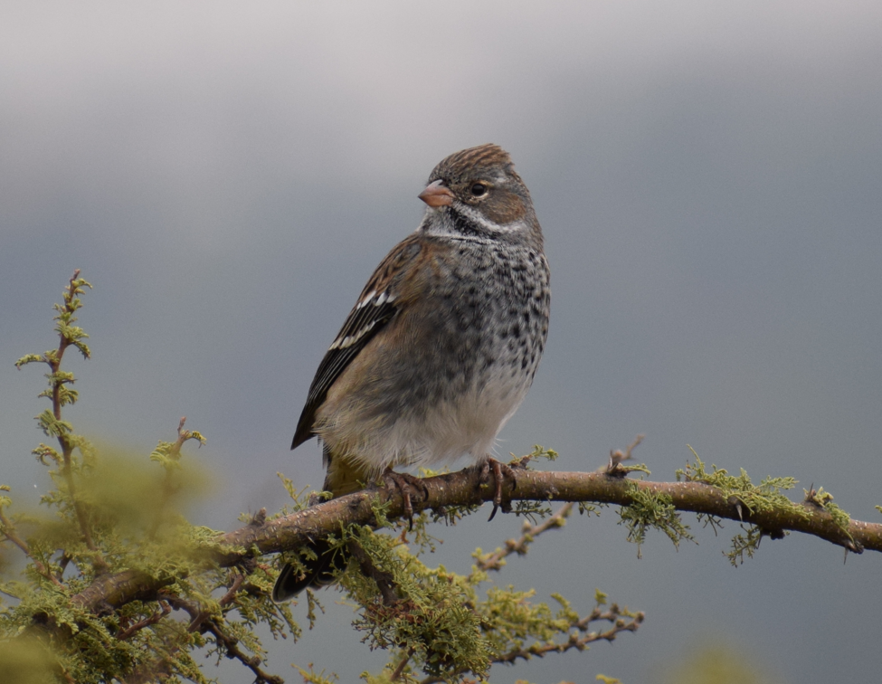 Mourning Sierra Finch - Felipe Undurraga