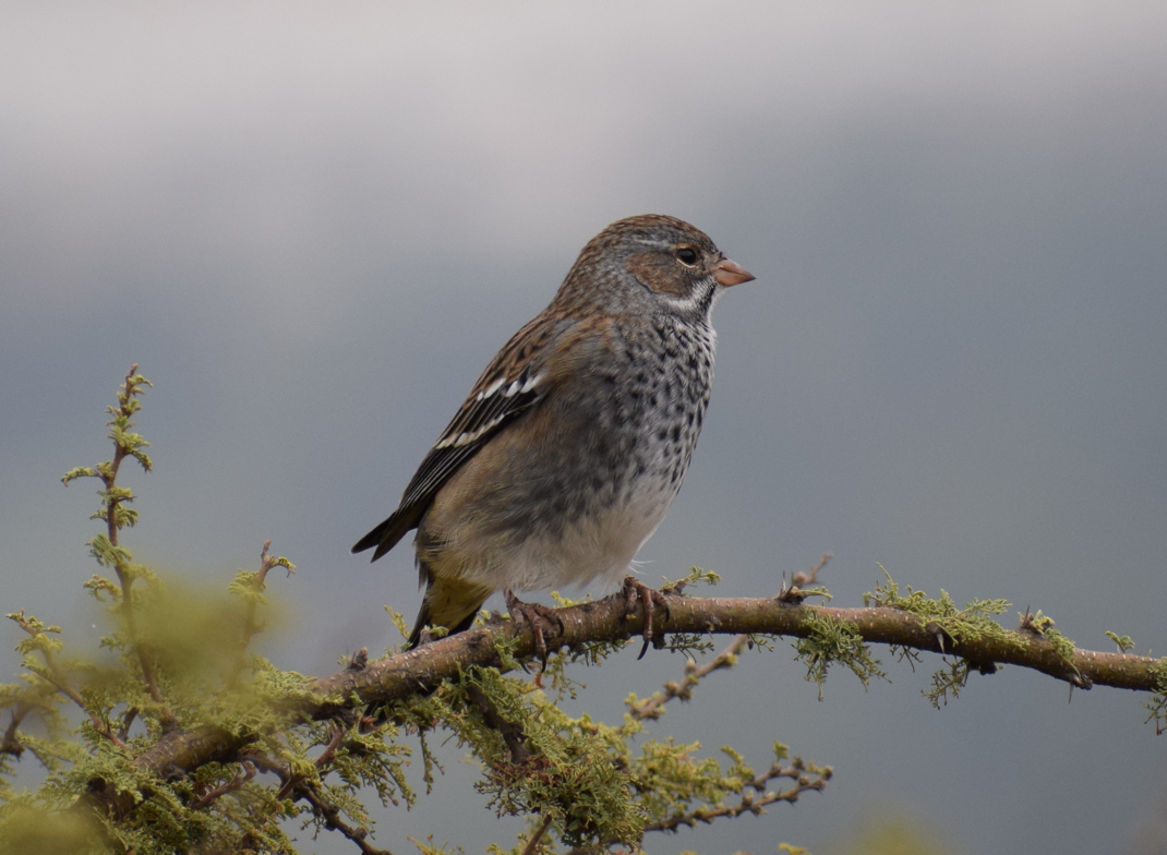 Mourning Sierra Finch - Felipe Undurraga