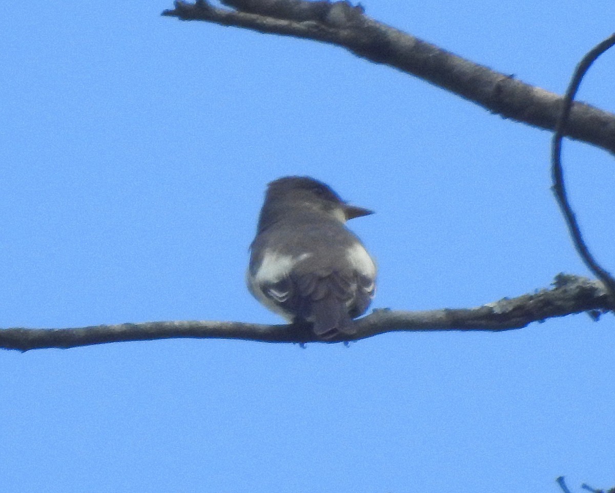 Olive-sided Flycatcher - Rick Kittinger