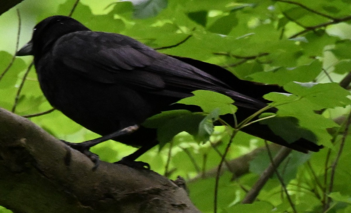 American Crow - DAVID VIERLING