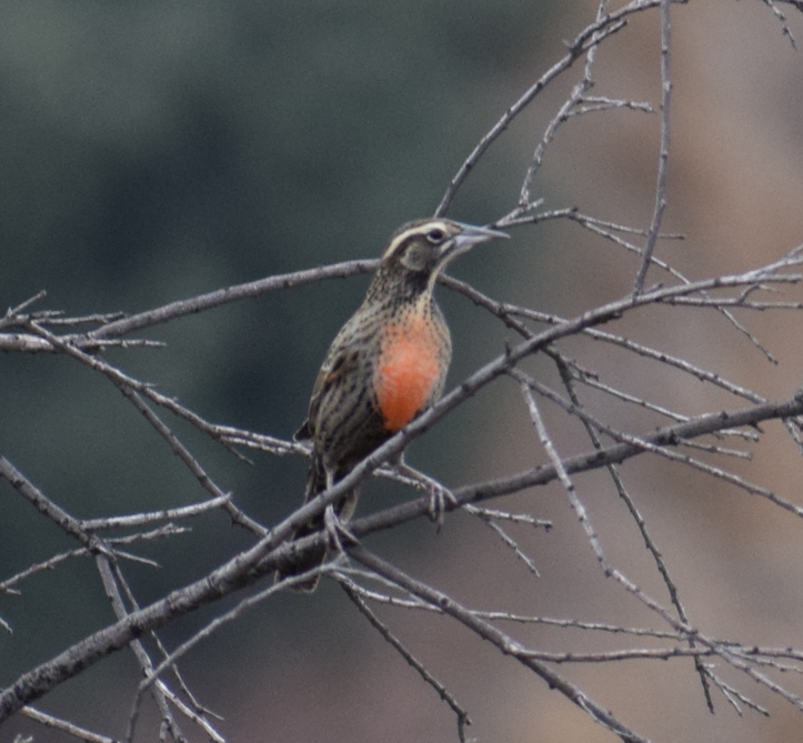 Long-tailed Meadowlark - Felipe Undurraga