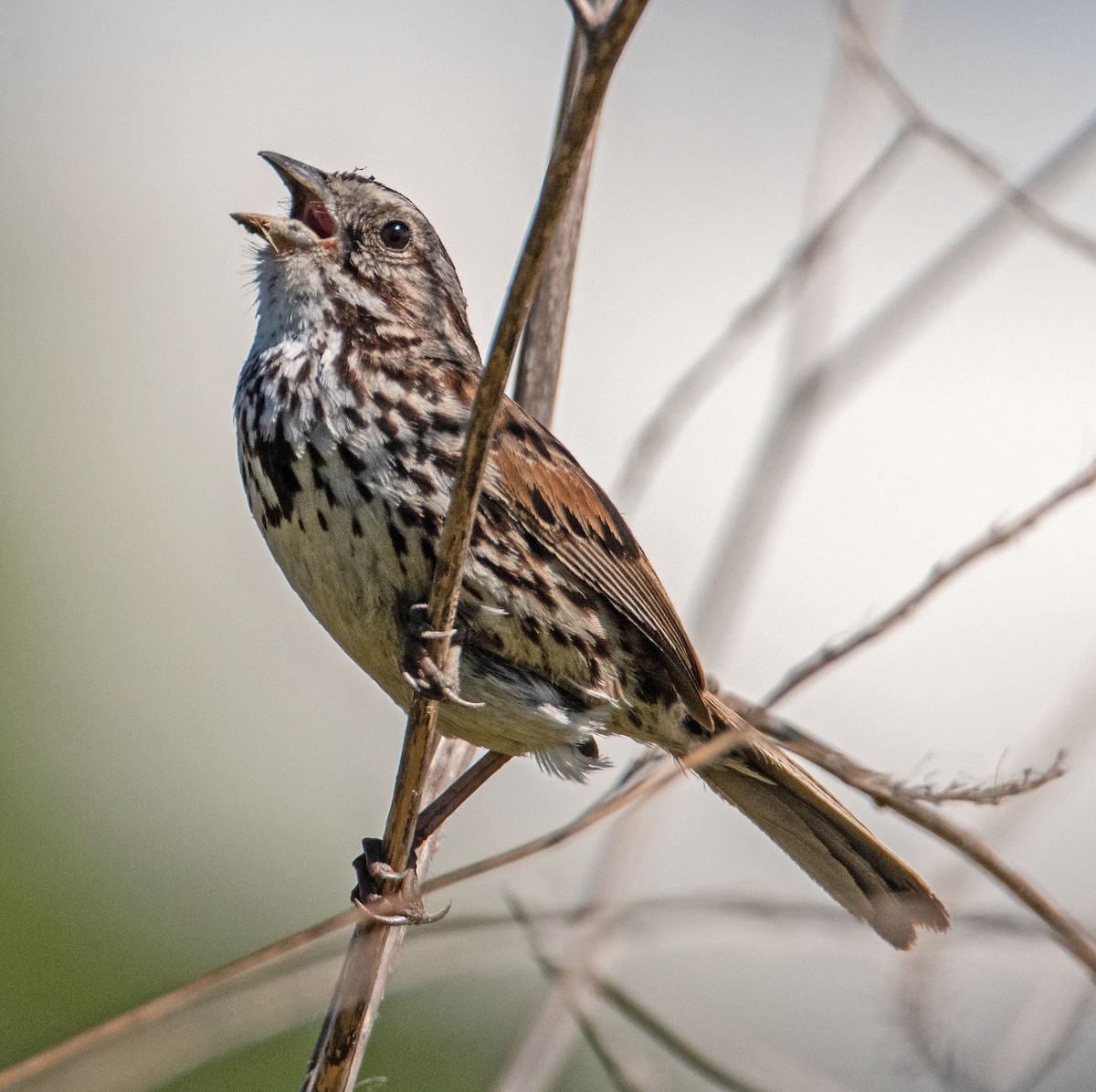 Song Sparrow - Margaret & Fred Parkes