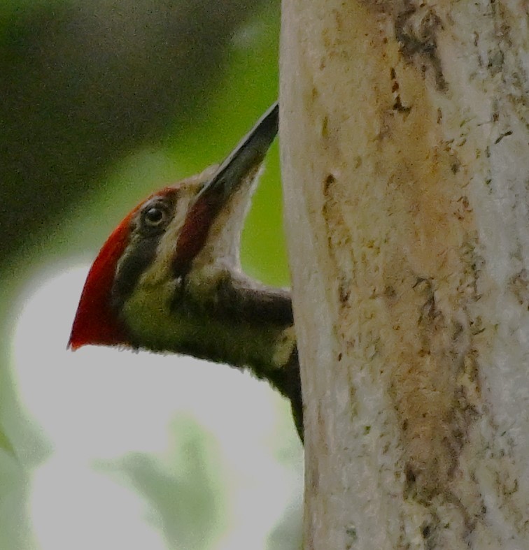 Pileated Woodpecker - DAVID VIERLING
