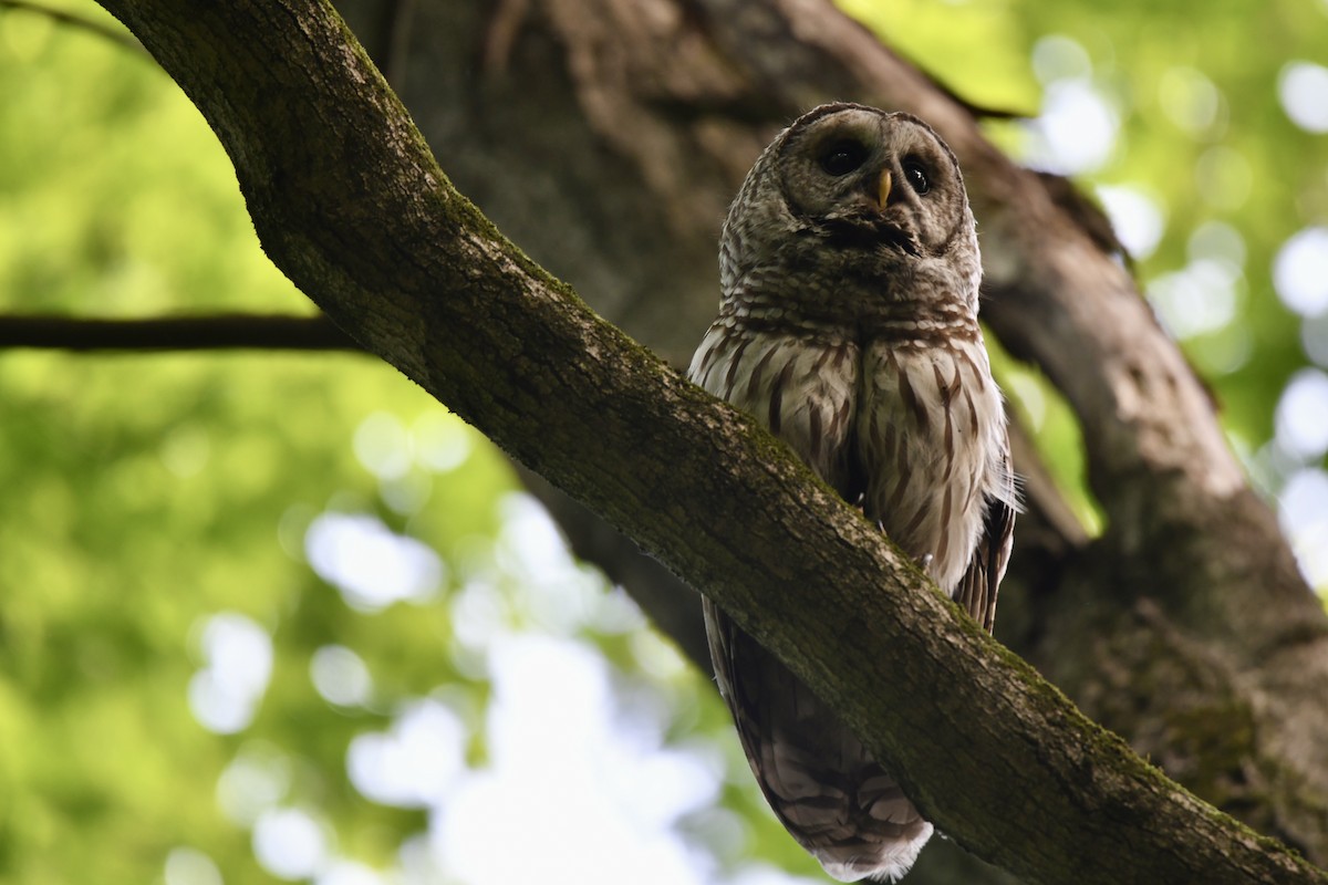 Barred Owl - Lauren Wadas