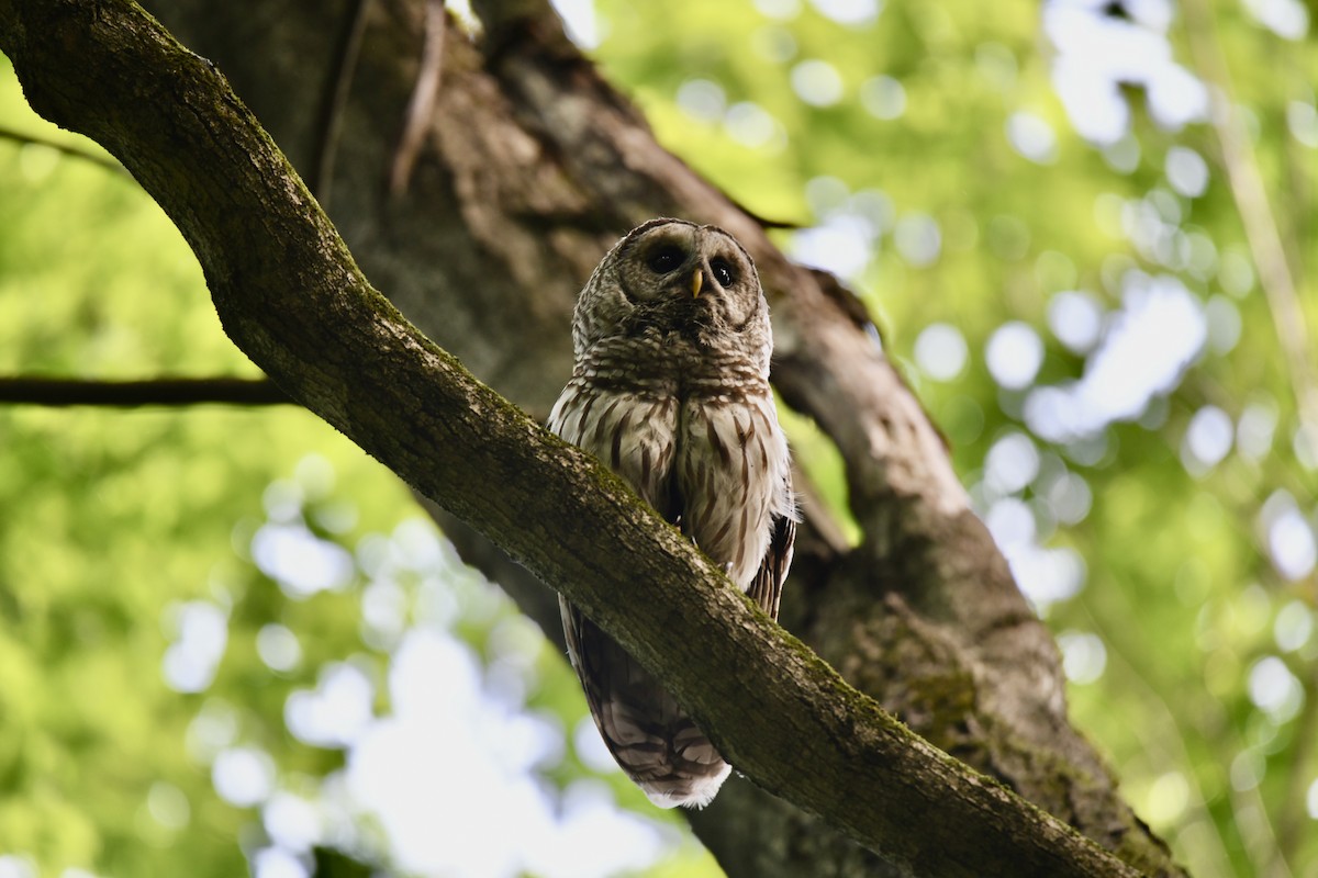 Barred Owl - Lauren Wadas