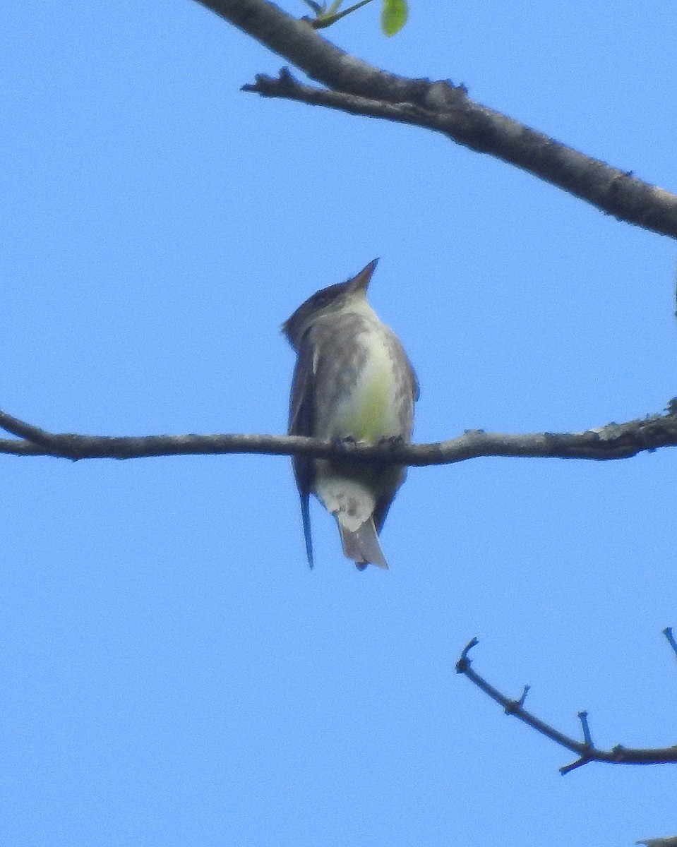 Olive-sided Flycatcher - Rick Kittinger