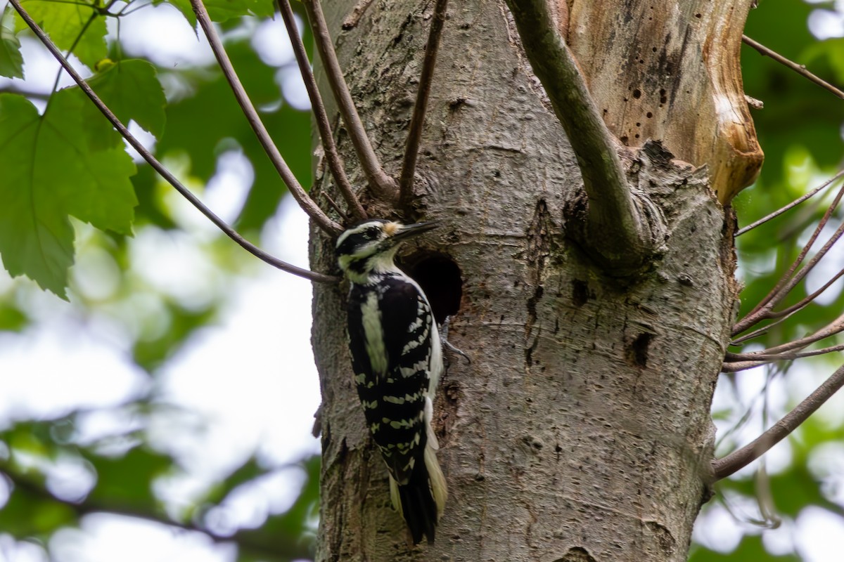 Hairy Woodpecker - ML619352293