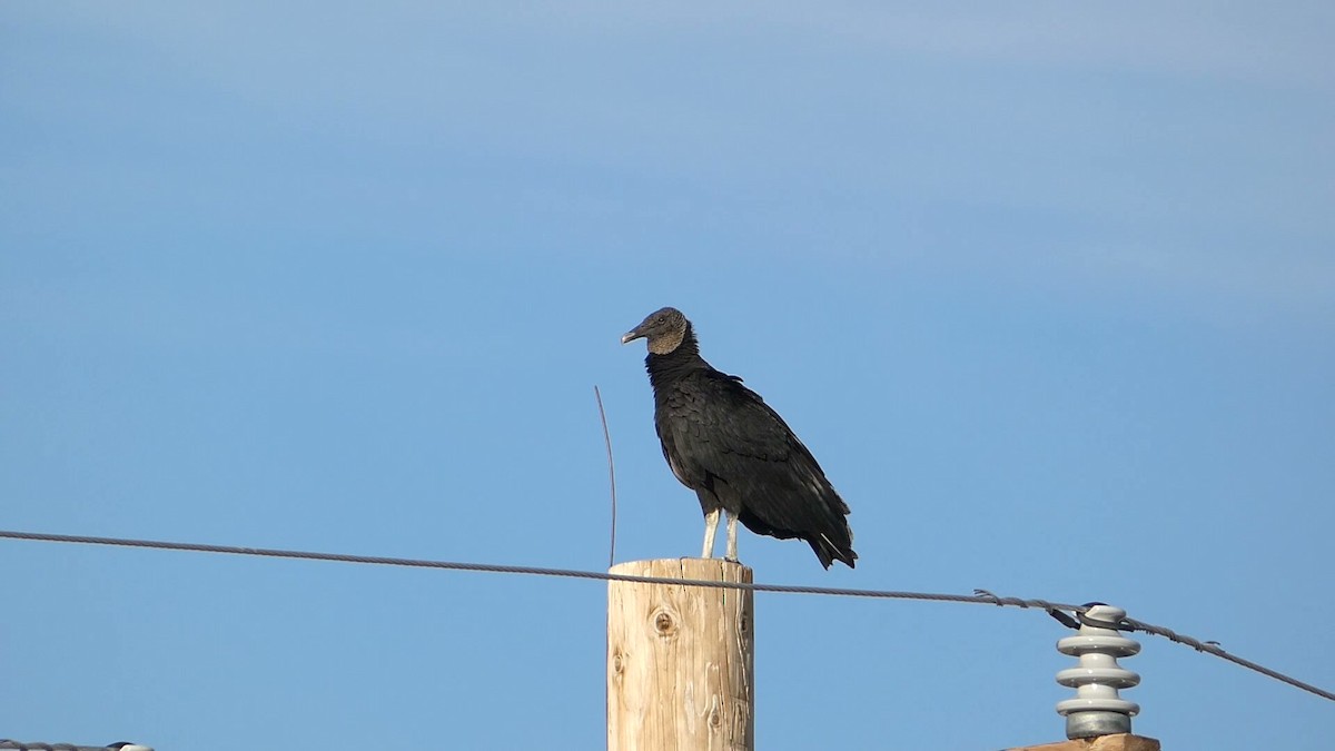 Black Vulture - Greg Gillson