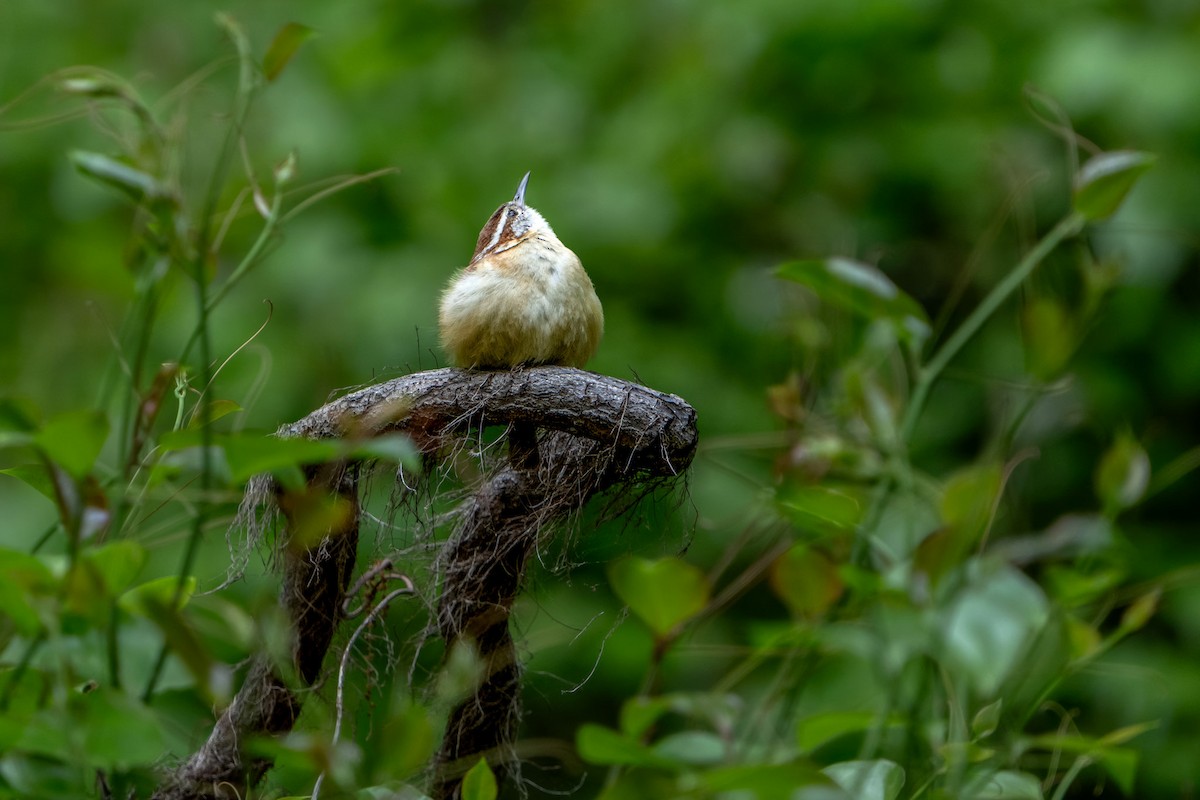 Carolina Wren - ML619352322