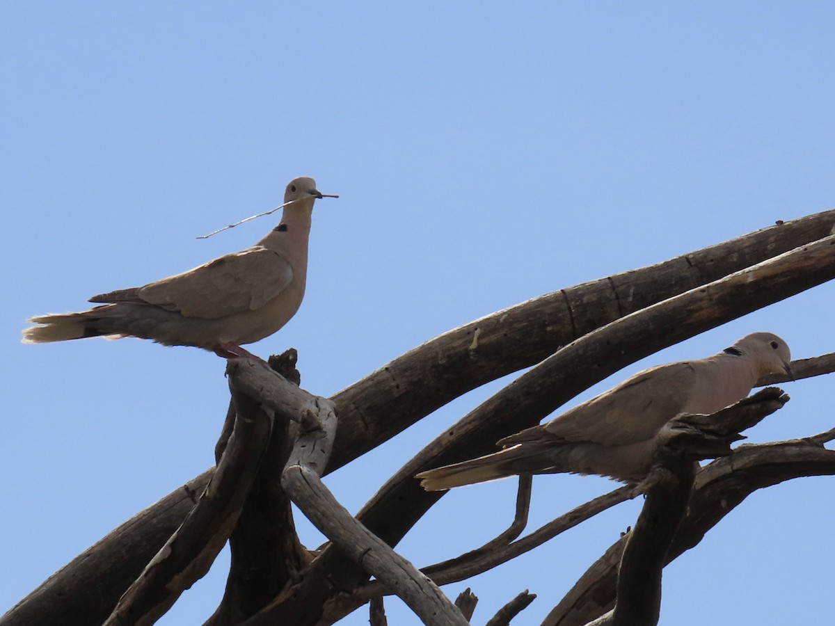 Eurasian Collared-Dove - Babs Buck
