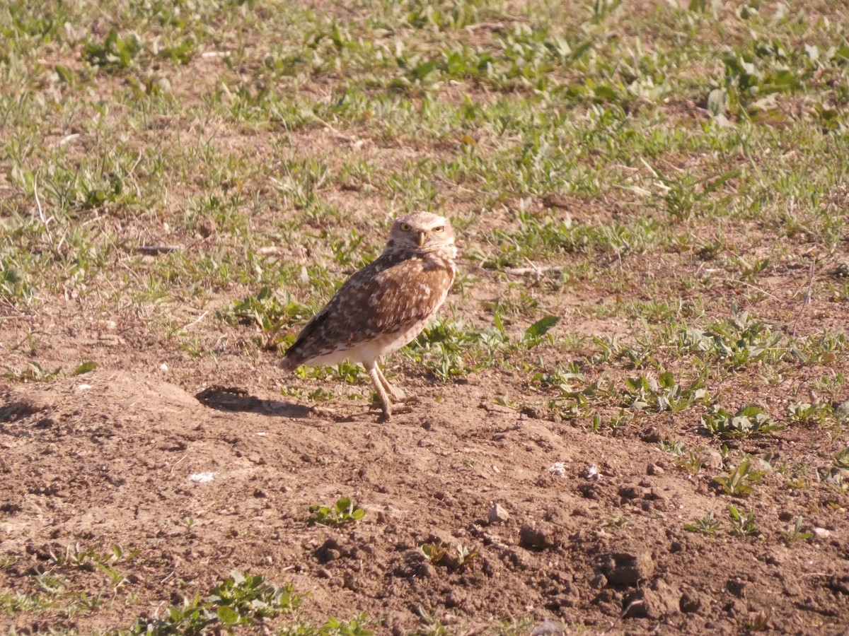 Burrowing Owl - Wesley McGee