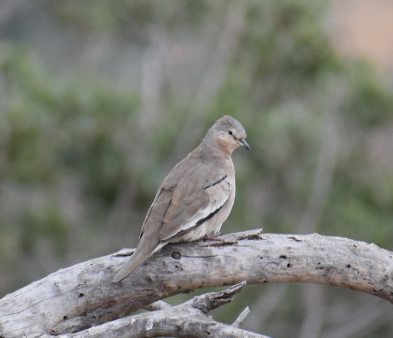 Picui Ground Dove - ML619352337