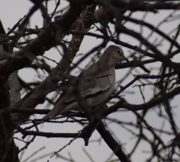 Picui Ground Dove - ML619352339