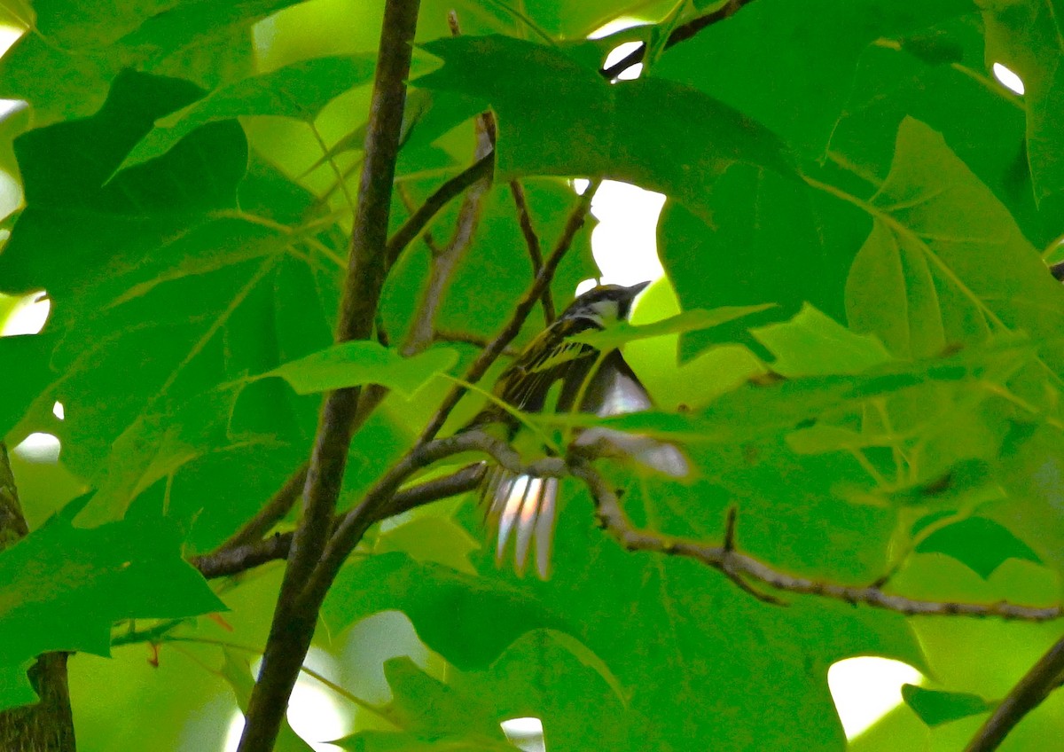 Chestnut-sided Warbler - DAVID VIERLING