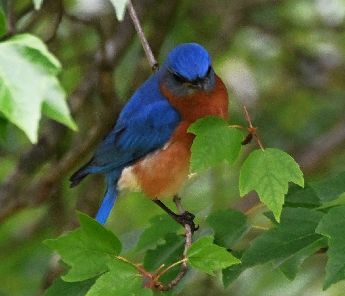 Eastern Bluebird - DAVID VIERLING
