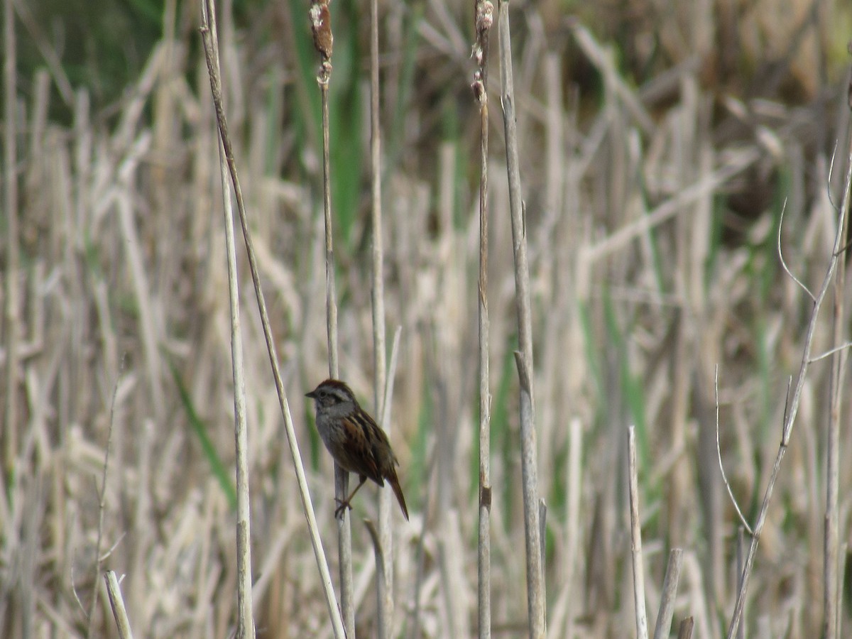 Swamp Sparrow - Marina Bourque