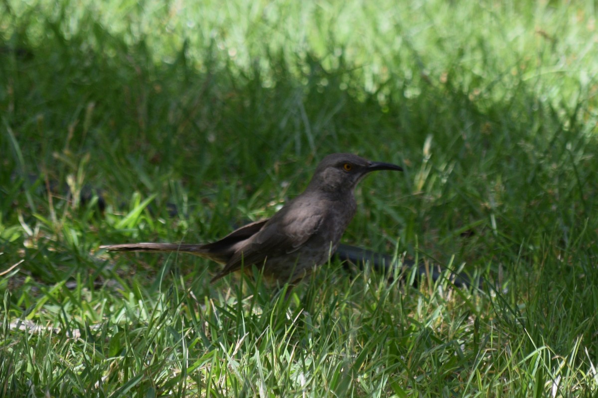 Curve-billed Thrasher (curvirostre Group) - William Harmon