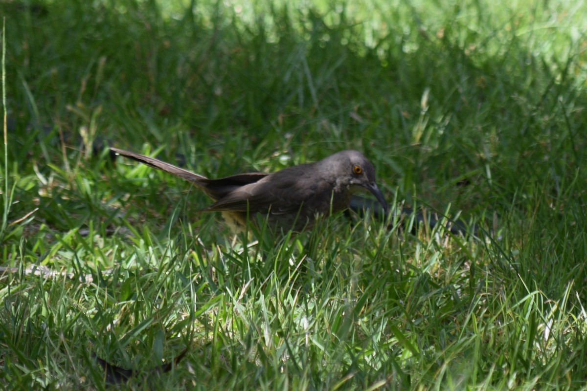 Curve-billed Thrasher (curvirostre Group) - William Harmon