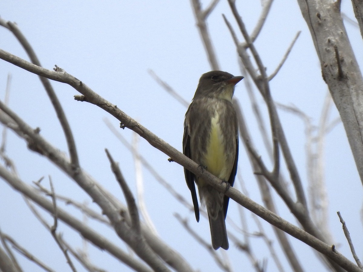 Olive-sided Flycatcher - T B