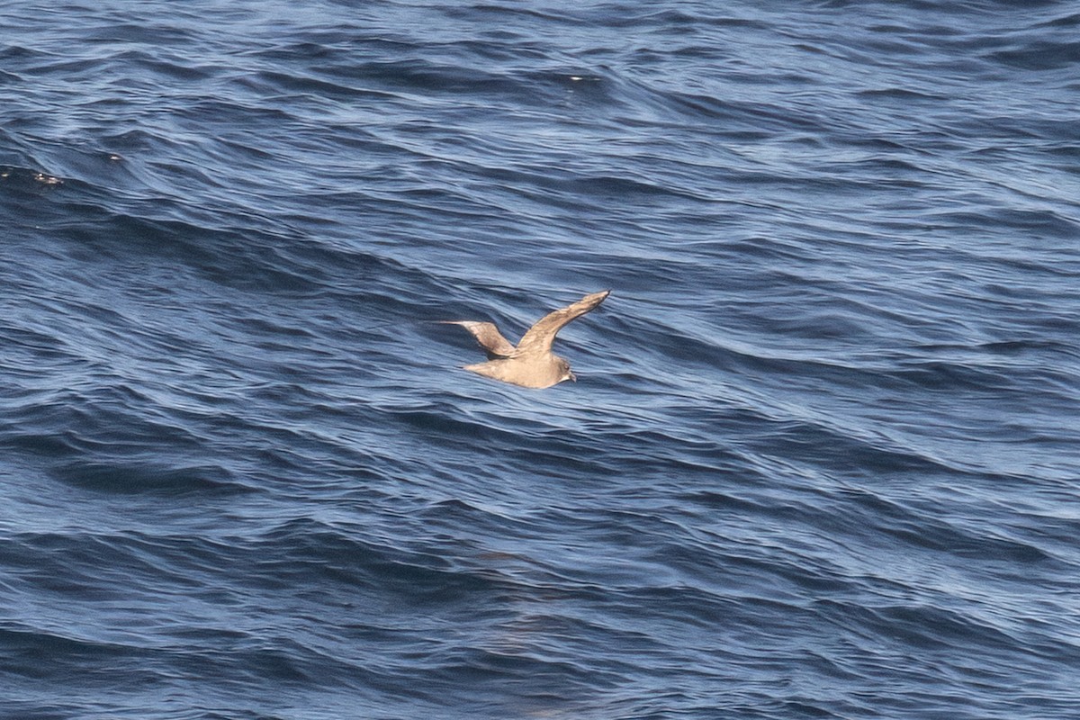 Murphy's Petrel - ML619352393