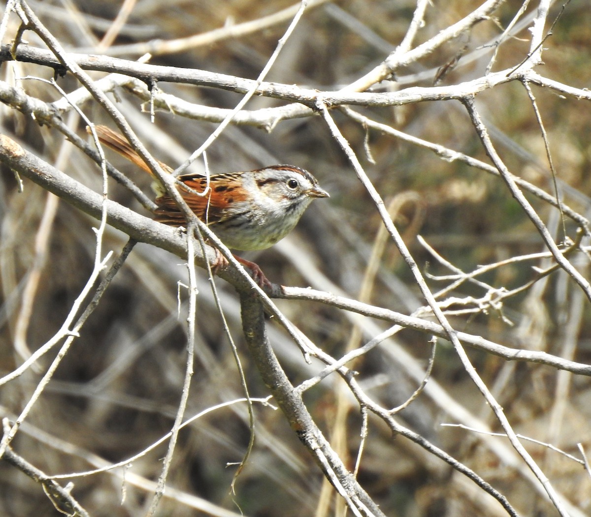 Swamp Sparrow - T B