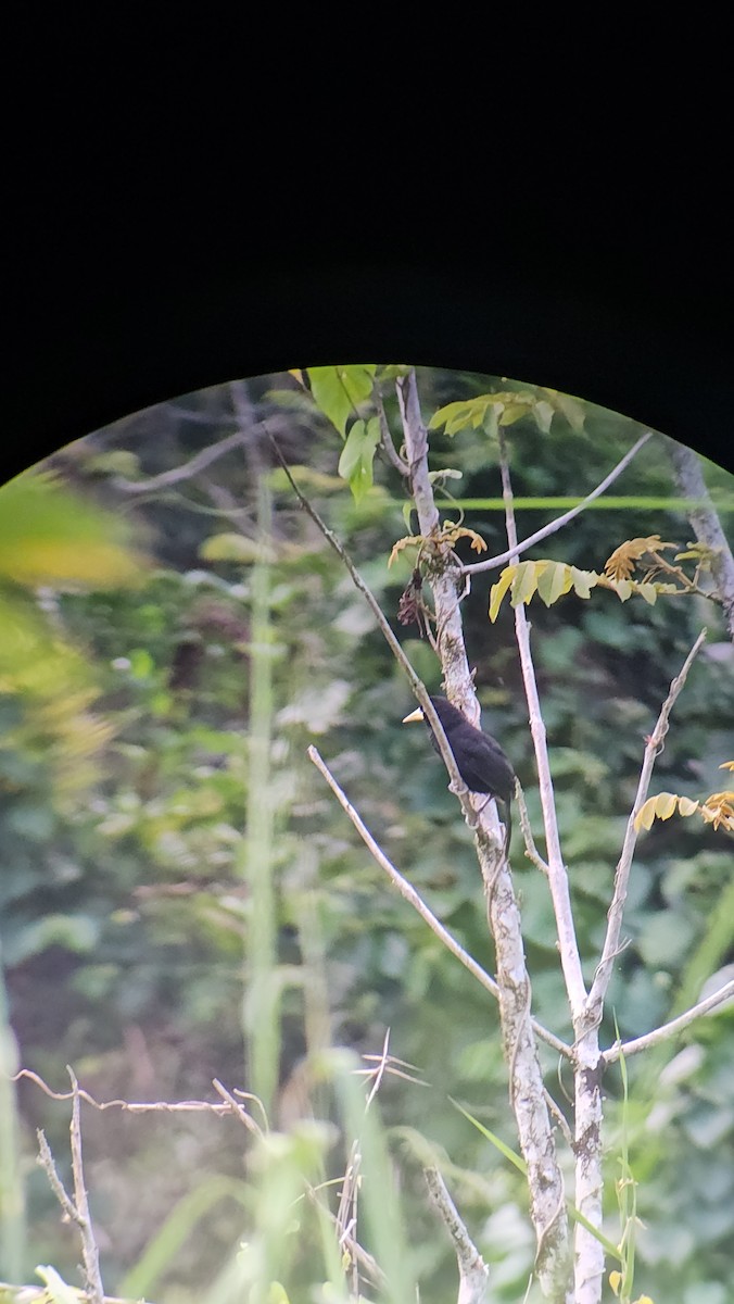 Yellow-billed Cacique - Danny J Alvarado S