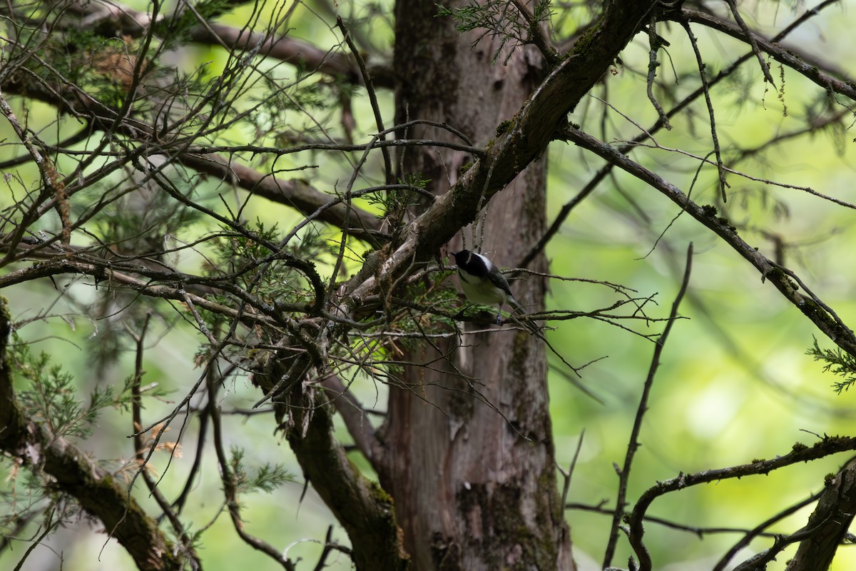 Black-capped Chickadee - ML619352416