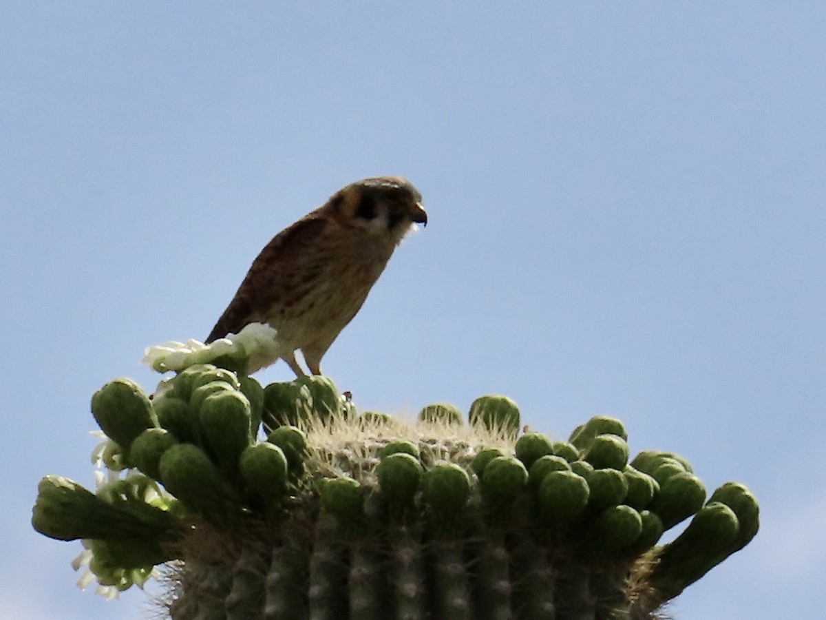 American Kestrel - Babs Buck