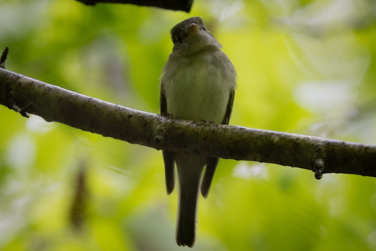 Acadian Flycatcher - L&J Meyer